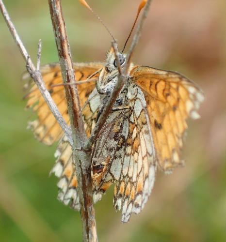 Réf. 199 979 : Melitaea parthenoides